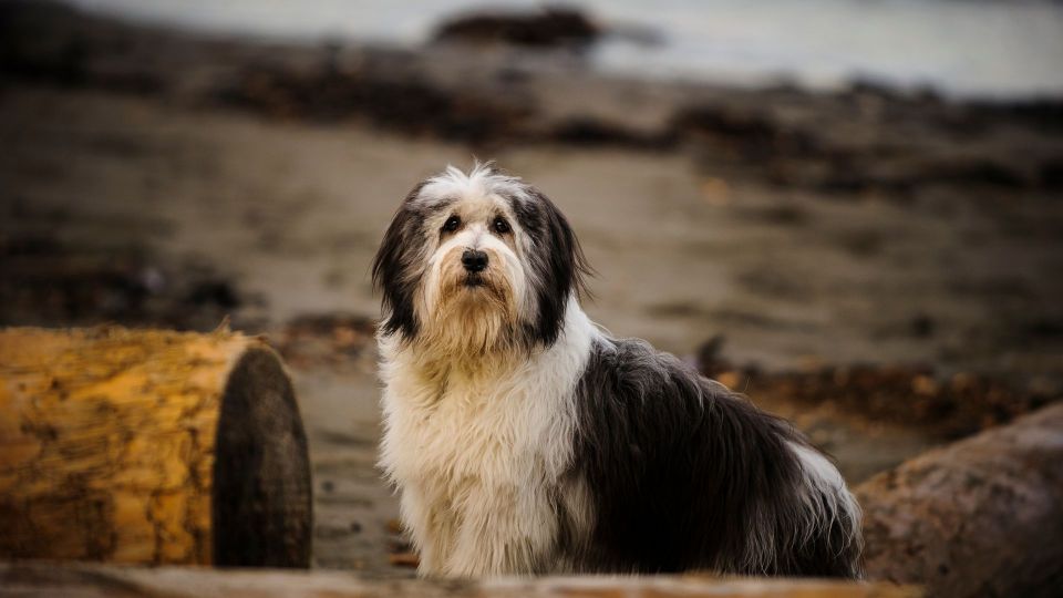 Polish Lowland Sheepdog